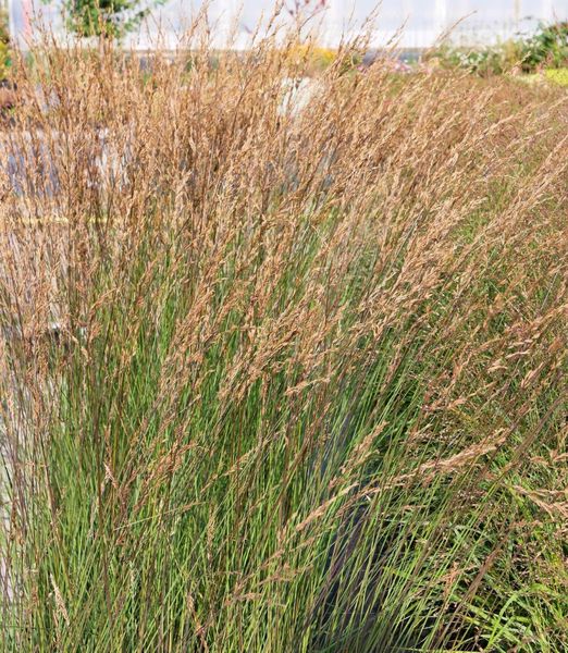 Molinia caerulea 'Edith Dudszus'